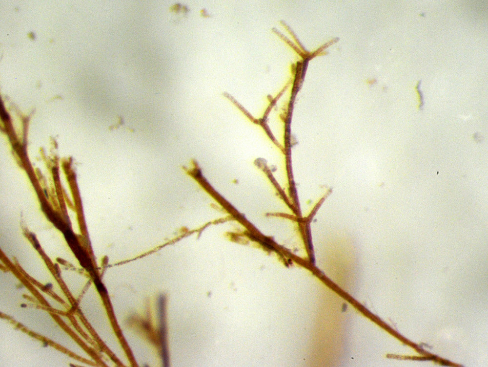 Sphacelaria rigidula