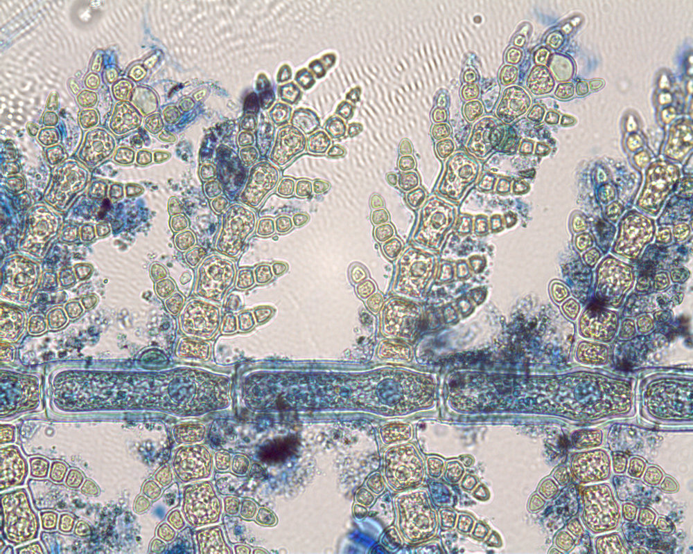 Acrothamnion butleriae