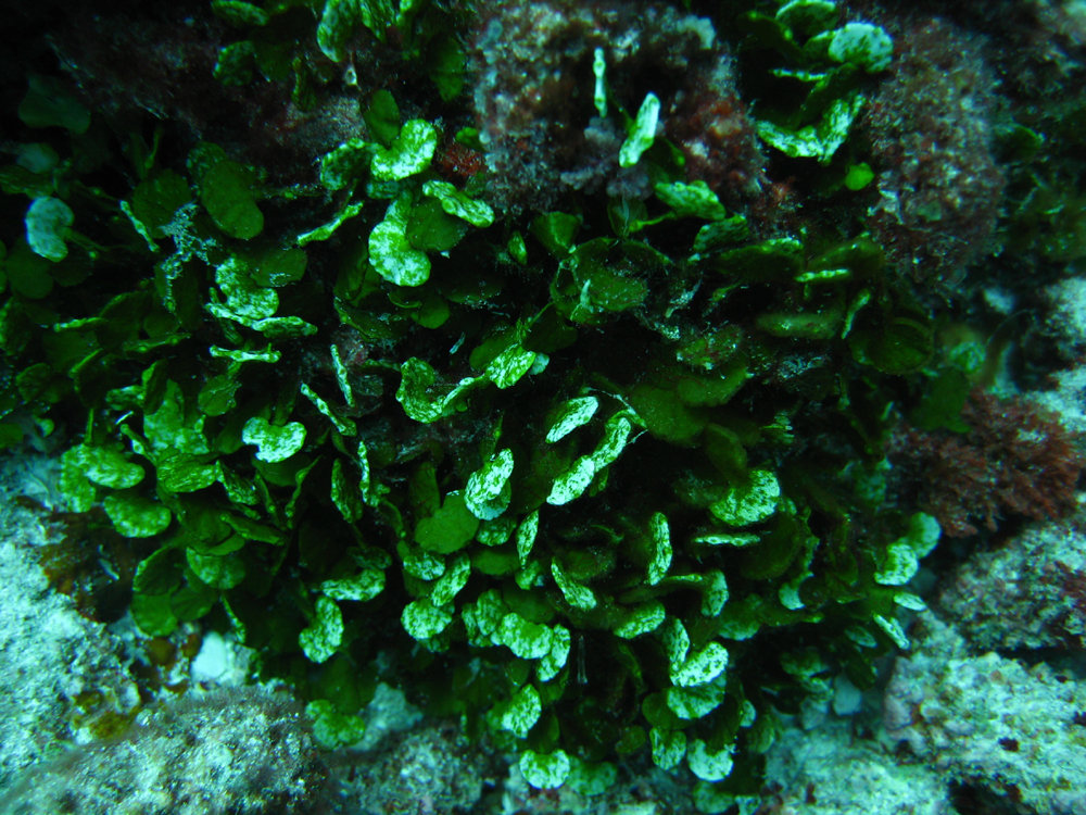 Halimeda distorta f. hederacea Halimeda distorta f. hederacea