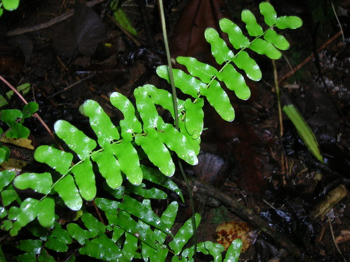 Lygodium reticulatum