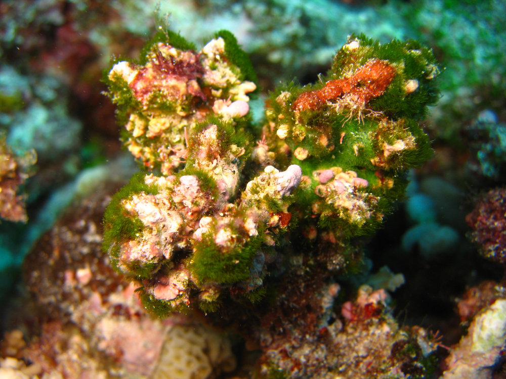 Cladophora