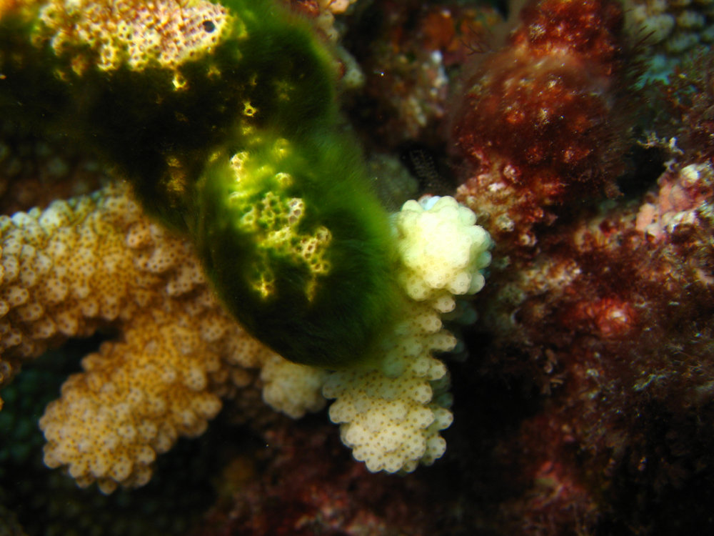 Derbesia marina