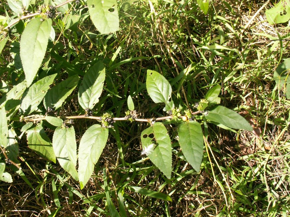 Sida acuta carpinifolia