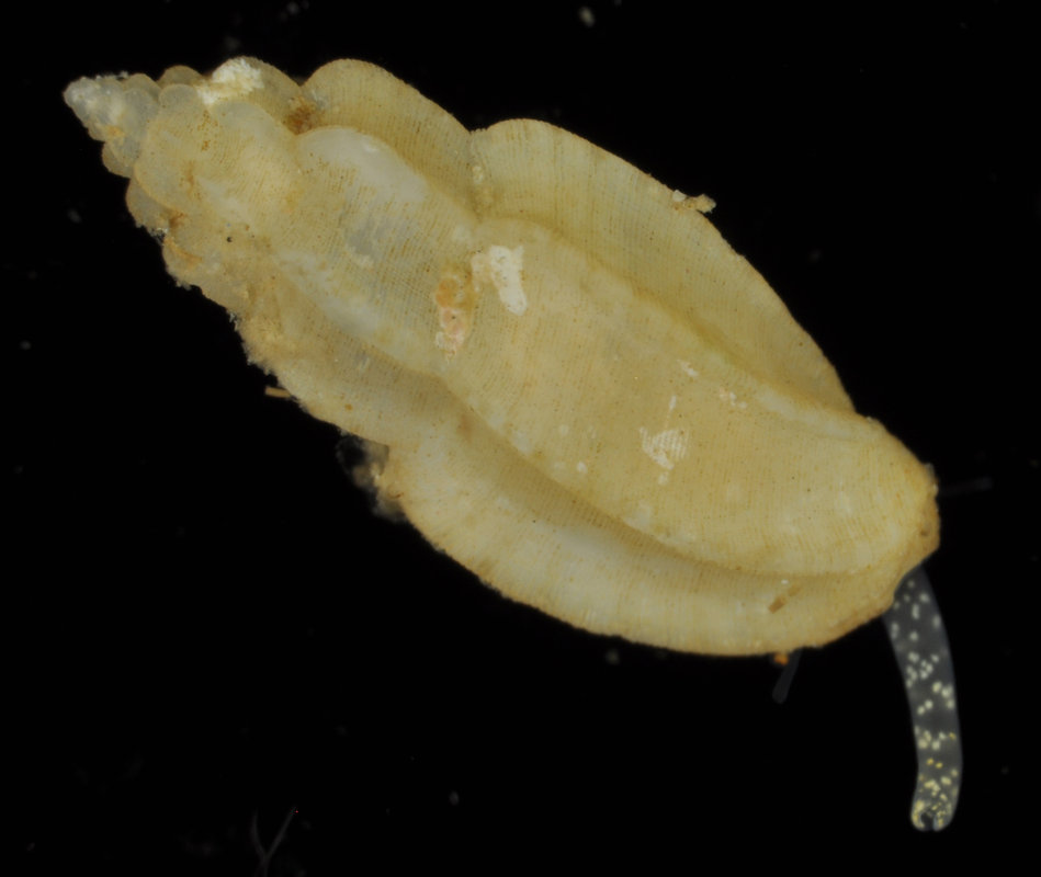 Eucithara paucicostata