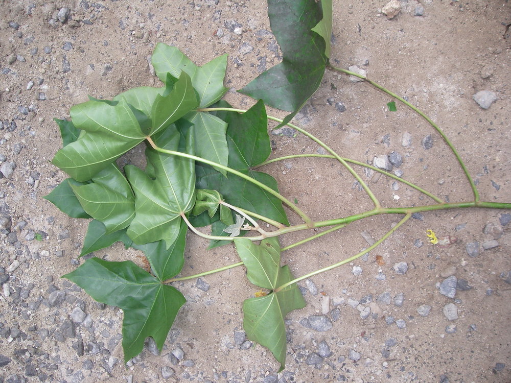 Aleurites moluccana