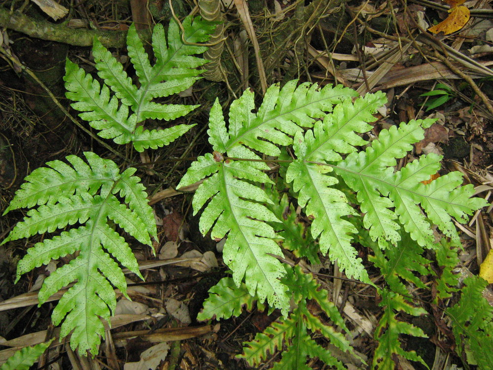 Tectaria tahitensis