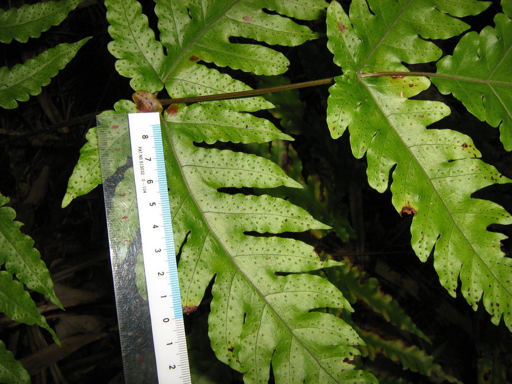 Tectaria tahitensis