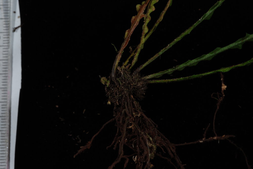 Grammitis subnuda