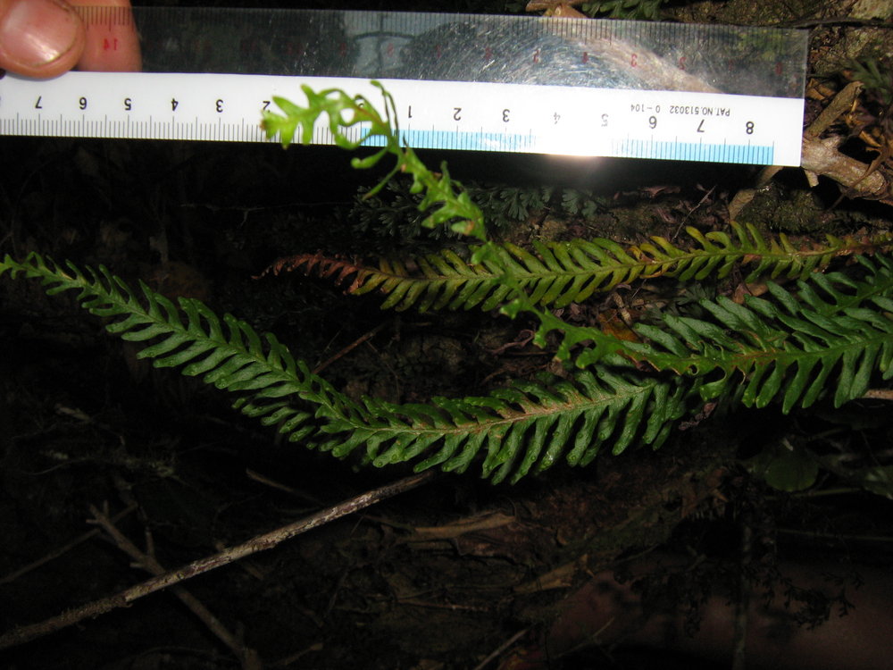 Grammitis subnuda