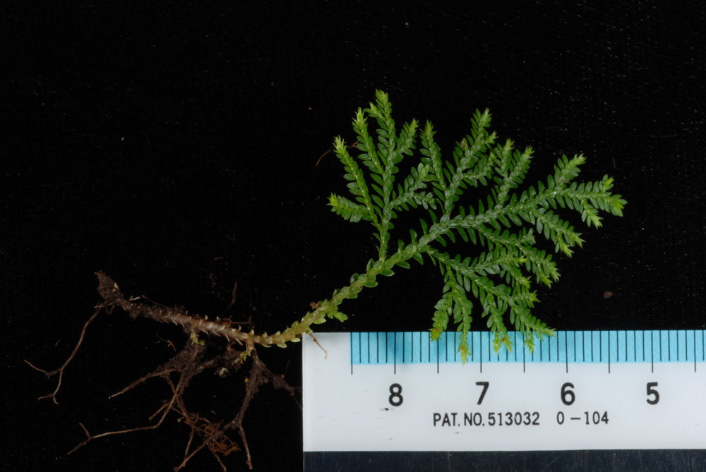 Selaginella laxa