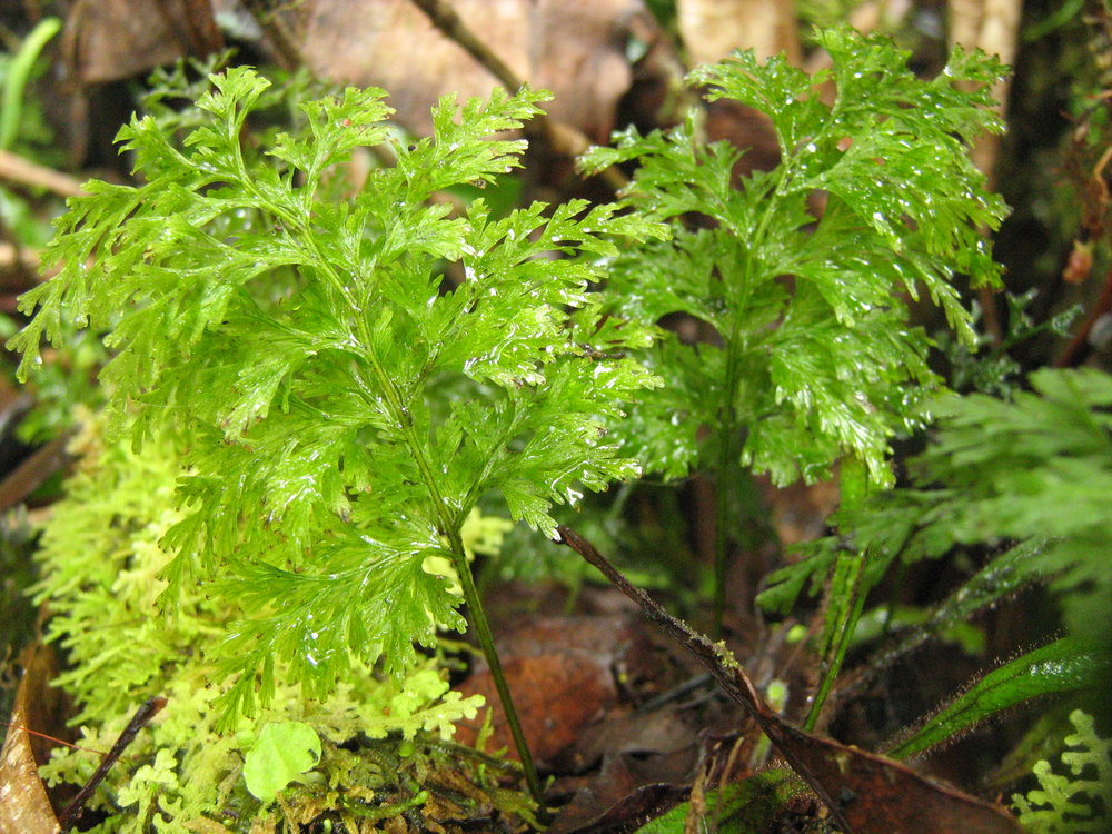 Trichomanes diaphanum