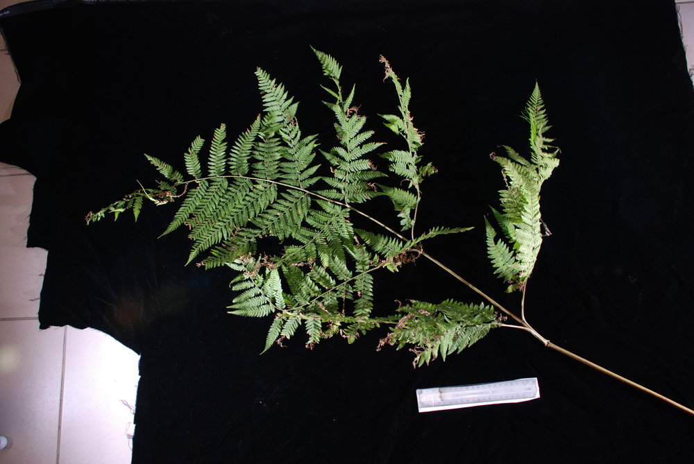 Hypolepis tenuifolia