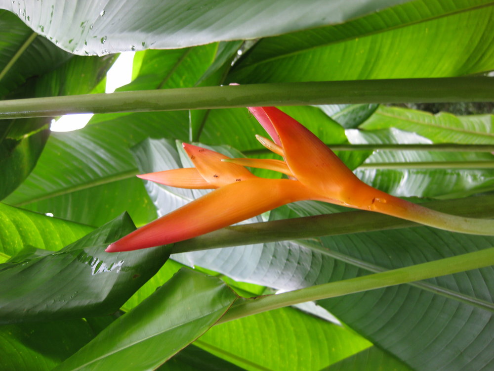 Heliconia spathocircinata