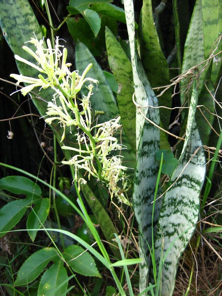 Sansevieria trifasciata var. trifasciata