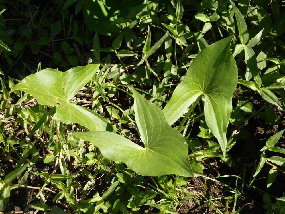 Sagittaria trifolia
