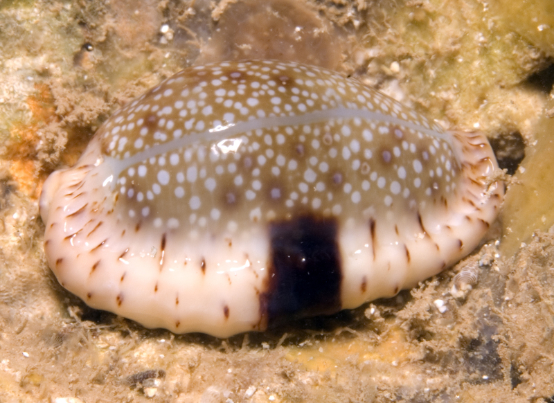 Erosaria erosa