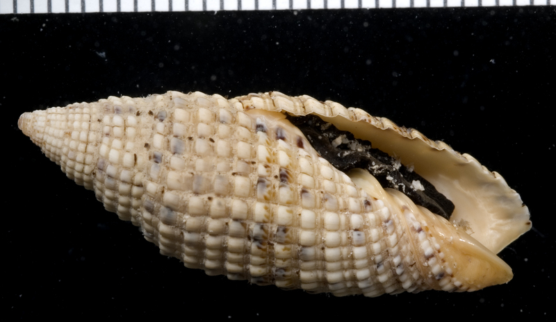 Neocancilla papilio