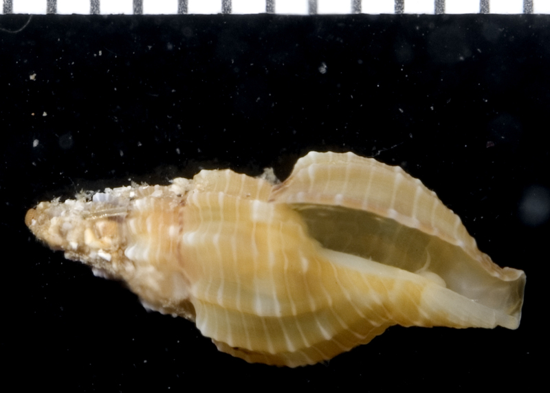 Tritonoturris cumingii