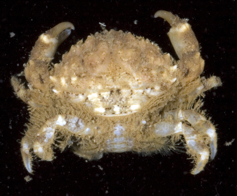 Etisus electra