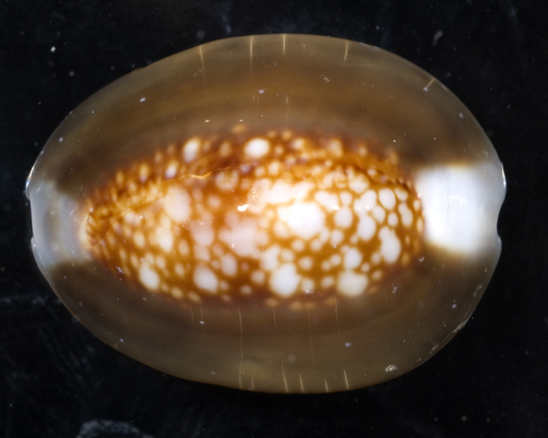 Monetaria caputserpentis