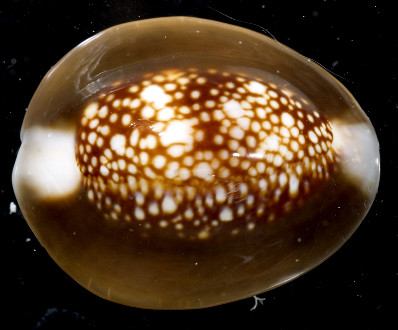 Monetaria caputserpentis
