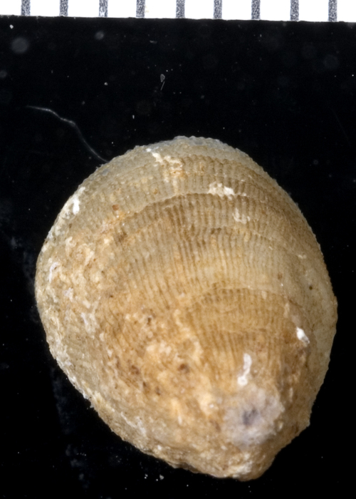 Cheilea hipponyciformis
