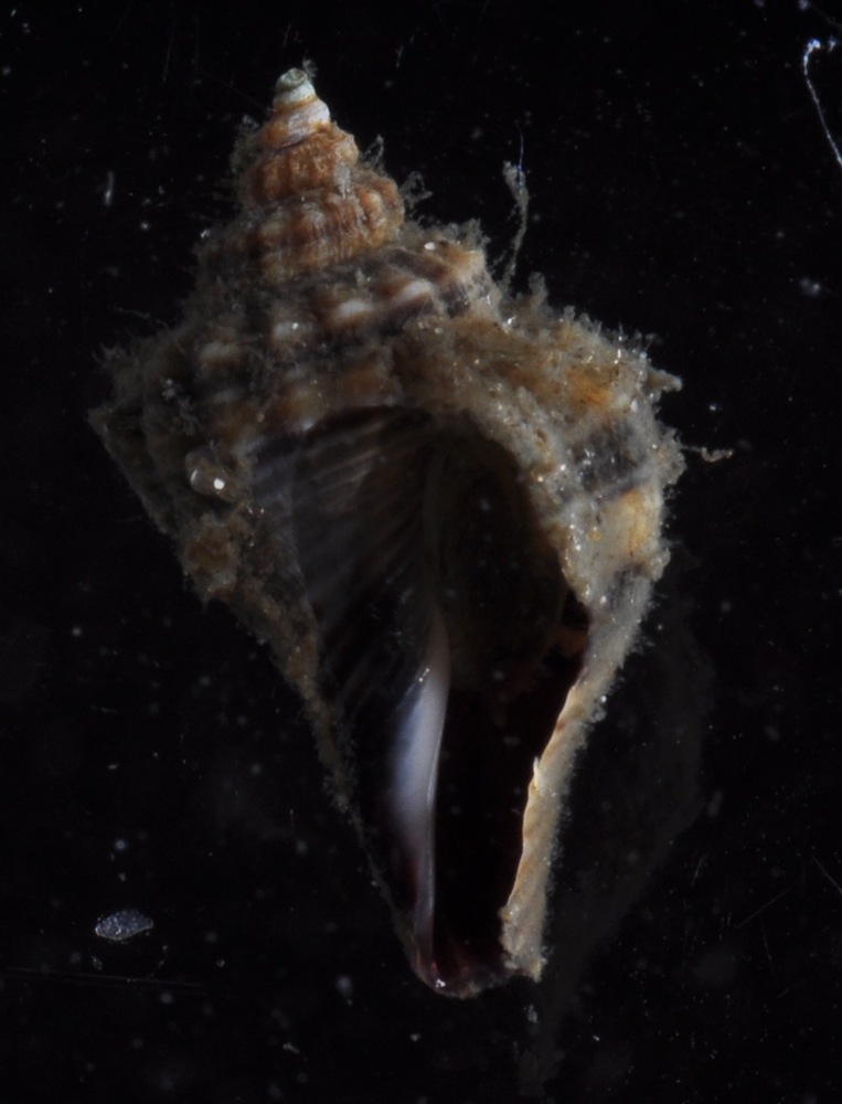 Muricidae
