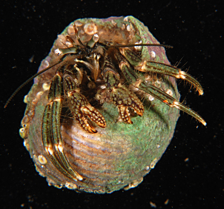 Clibanarius striolatus