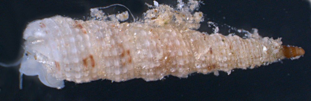 Metaxia