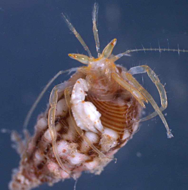 Pygmaeopagurus hadrochirus