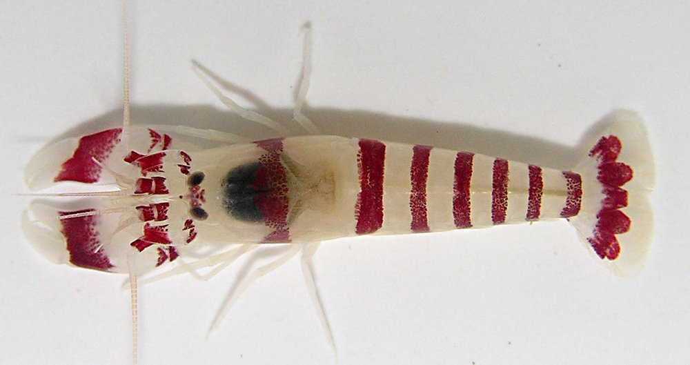 Alpheopsis yaldwyni