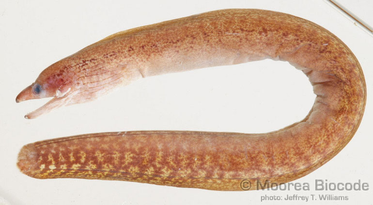 Gymnothorax margaritophorus