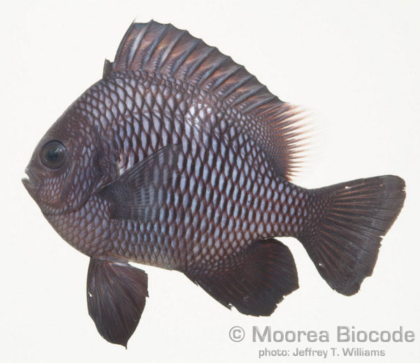 Dascyllus trimaculatus