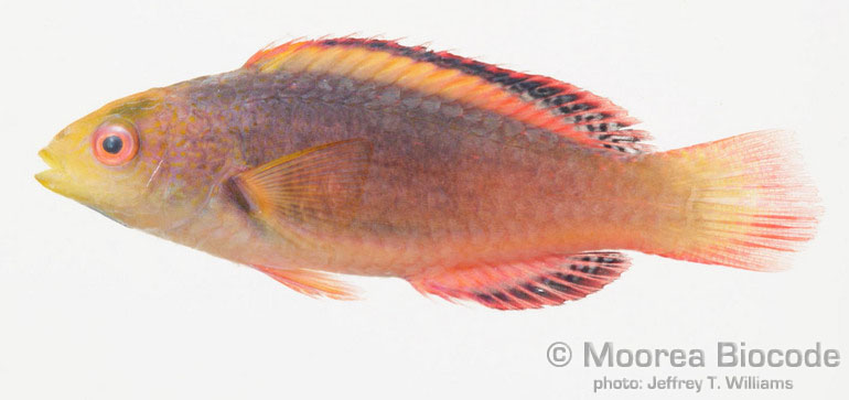 Cirrhilabrus scottorum