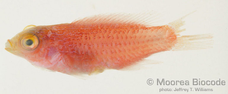 Cirrhilabrus scottorum