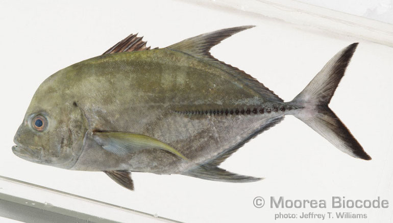 Caranx lugubris