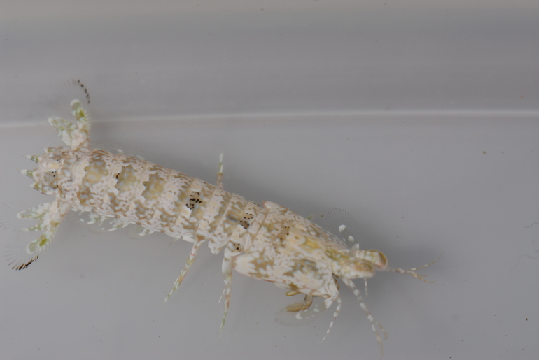 Gonodactylus childi