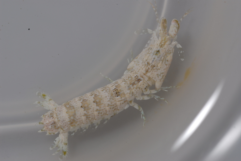 Gonodactylus childi