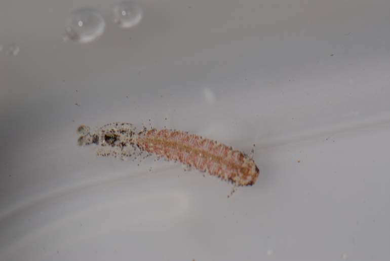 Pullosquilla thomassini