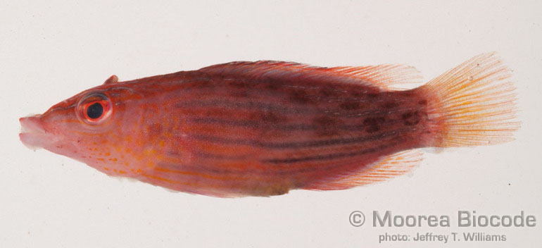Pseudocheilinus octotaenia