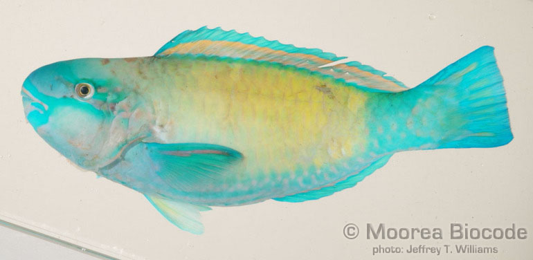 Chlorurus sordidus