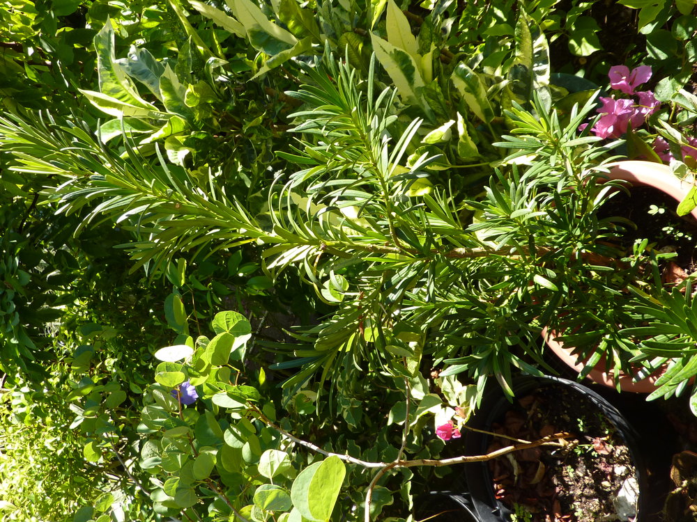 Podocarpus macrophyllus var. maki