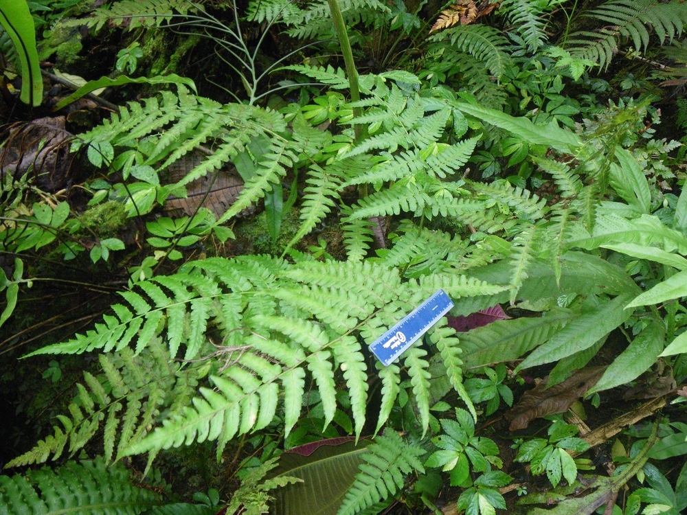 Diplazium grantii