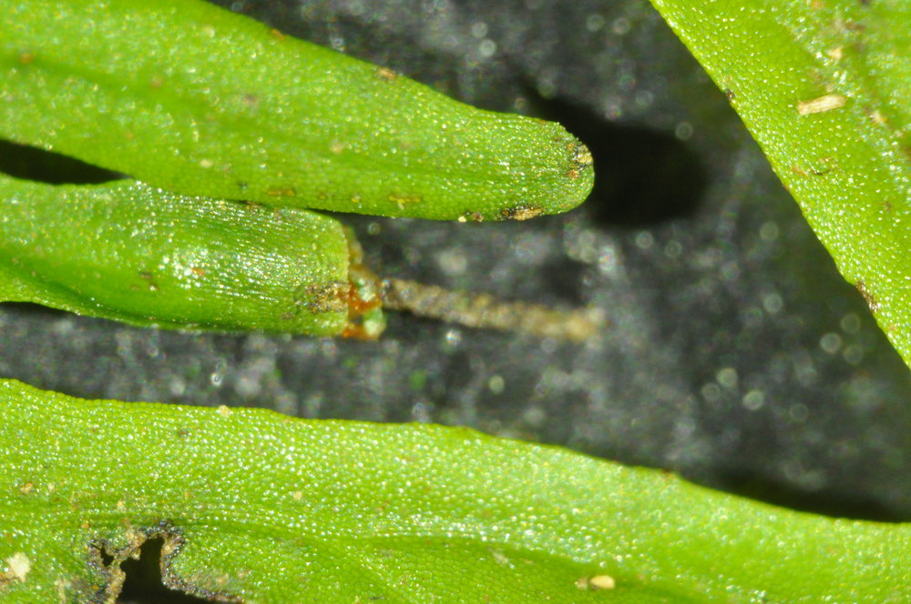 Vandenboschia maxima