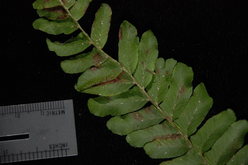 Arthropteris palisotii