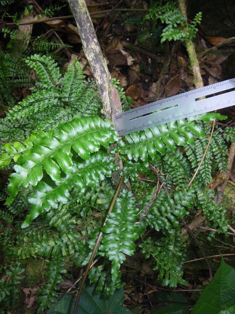 Arthropteris palisotii
