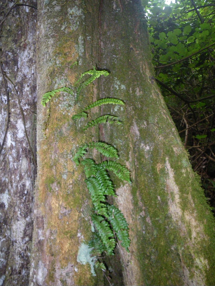 Arthropteris palisotii