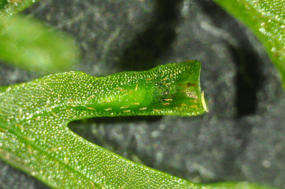 Trichomanes humile