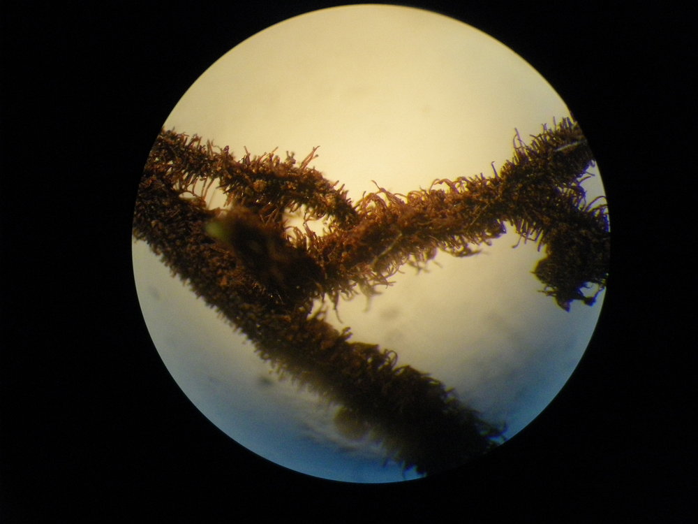 Trichomanes humile