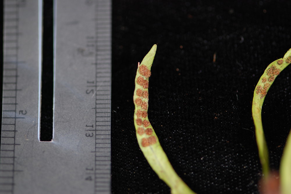 Grammitis raiateensis
